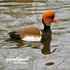  2 طيور حره مال زينه الفات