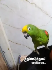  3 ببغاء يلو كراون متكلم حجل فضي