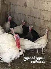  2 حبش للبيع 8 إناثي وديك يعني 9 الحبش بل صلاة على النبي ثنتين منهن راقداد وفي وحدة بياضة