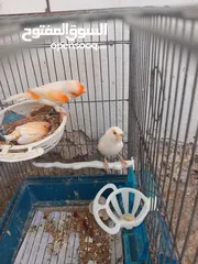 6 كنار موزييك احمر للبيع