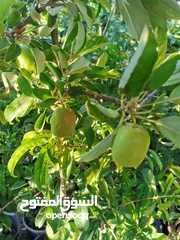  4 جميع أصناف الفواكة والحمضيات والزيتون ( بلدي ومستورد )