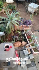  5 الواحة الخضراء  اعمال تقليم زراعة وعناية وترتيب حول المنزل