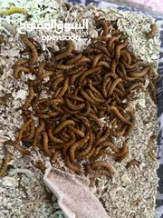  2 Live Mealworms for Sale – High Quality Feed (100Count)for reptiles and fish and turtle and chicken