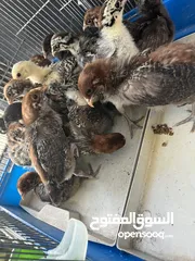  7 متوفر الآن ب محلات عالم الطيور المقابلين إشارة ابو زغله بجانب قهوة المهيرات