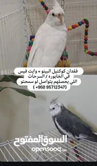  1 فقدان كوكتيل