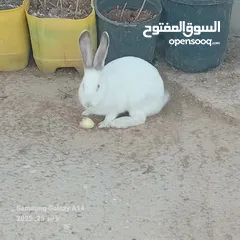  3 جوز ارانب هجين الماني