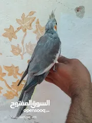  13 متاح جوزين  حب  كلهم اليفات كلهم جواز شغالة جواز نخب اول حبة كوكتيل للبيع اقرء الوصف