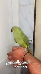  2 Friendly female indian ringneck