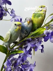  7 طيور البادجي  طيور الحب