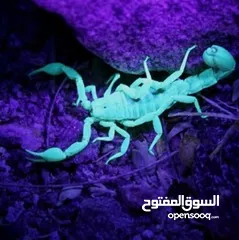  9 كشاف العقارب مصباح UV أشعة فوق البنفسجية كاشف العقارب ليلا لوكس بنفسجي أشعة فوق البنفسجية UV