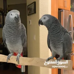  1 الببغاء الرمادي الأفريقي