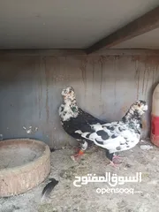  2 جوز ذبابنه للبيع