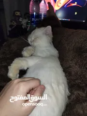  7 Cats for Adoption