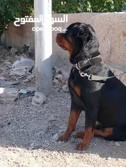  2 للبيع انثى روت وايلر مستواها اكثير بجنن