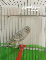  2 سماعه بلوتوث مع مكريفون للبدل ع فحل كنار حبه طول ورفع