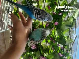  1 جوز ببغاء حب