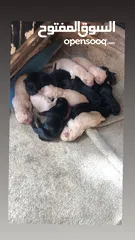  1 Puppy golden retriever & black retriever