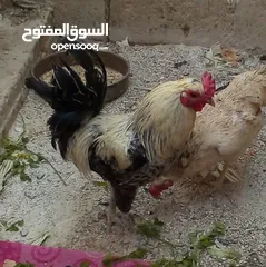  1 ديك بلديه للبيع سعر 12 دينار