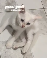  7 2قط شیرازی و بریطانی  2 cat with 2color eyes