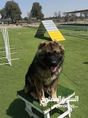  1 Ayman dogs trainer