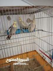  5 فرخين عمر 5شهور مع ابوهم ذكر شغال