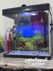  1 Aquarium for sale
