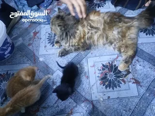  1 قطه كثافه فول  مع 3 افراخ  