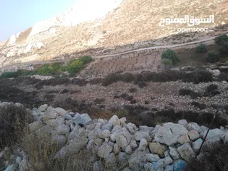  2 977 متر كوشان طابو مراح رباح جنوب بيت لحم