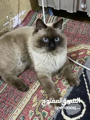  2 قط هملايا جكليت.