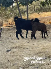  1 شعاريه نخب اول معها بنتها عمر . 4شهور