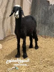  2 جاعده نجديه بيور ما شاء الله ما عليها كلام