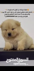  2 Best quality chow chow