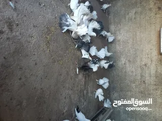  2 طيور حمام هزاز وكرينقوا