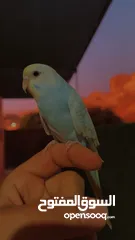  2 طير حب أليف مناسب للأطفال