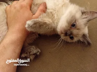  3 أنثى هيمالايا بصحة جيدة جدا للييع بسعري معري بلون عينين ازرق وفراء ناعم
