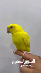  2 متو اللون الاصفر عيون حمراء