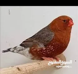  1 كوم شاركول وبايد شاركول ومقنبر خد اسود اقرا التفاصيل