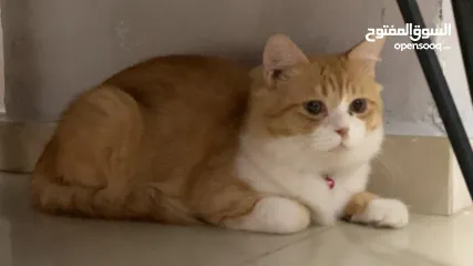  2 سكوتش مكس شيرازي