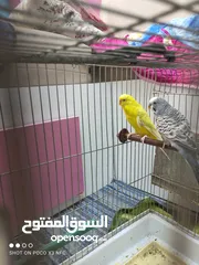  1 طيور حب العدد( 6 )2منهم ذكر وأنثى واربع عصافير حب مع اقفاصهم ب 25