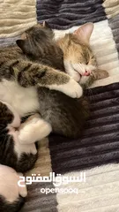  8 قطط تابي للتبني/tabby cats for adoption