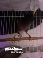  2 مينا اليفه جدا مناسبه الى الاطفال