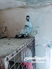  22 جواز نخب اول