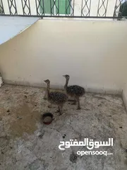  5 نعمتين للبيع في العقبه ما شاء الله صحه ونظافه عمرهم شهر ونص