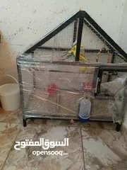  5 كوم حب  جوز تحتو فرخين وجه فطم  وجوز تحتو 3 فراخ عمر اسبوع  وجوز جنة  و 10 مخاليف حب ومطير