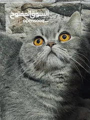  1 قط نوعه سكوتش فولد للبيع