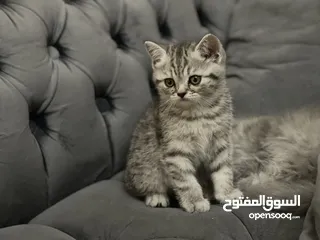  1 كتن سكوتش فولد و ستريت وام منتجه