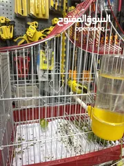  4 عصافير كنار وكوكتيل