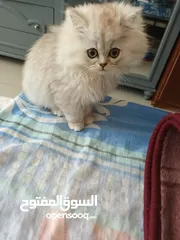  5 قطه شيرازي بيور