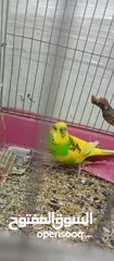  4 للبيع ذكر  طير حب