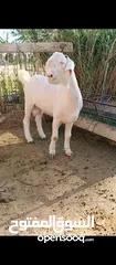  2 جدي شامي ابيض ابرص توب ثني حبتين على كل جال وثلث معزا مراح توب التوب مقنوي